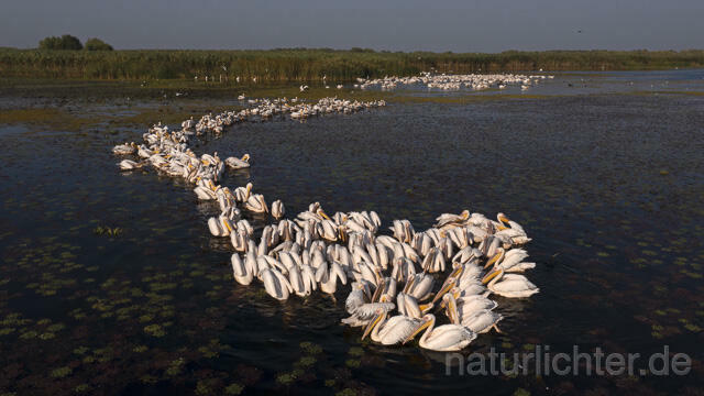 R14231 Rosapelikane beim Fischen, Donaudelta, Luftaufnahme, Great White Pelican fishing, Danube Delta, Aerial photo - Christoph Robiller