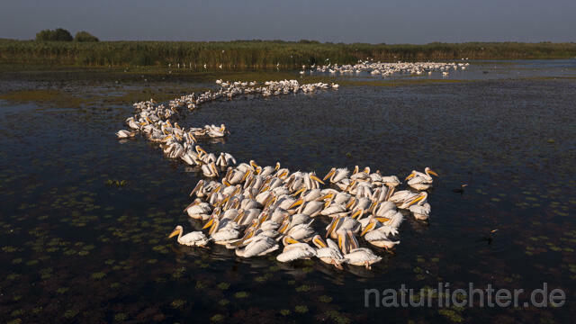 R14233 Rosapelikane beim Fischen, Donaudelta, Luftaufnahme, Great White Pelican fishing, Danube Delta, Aerial photo - Christoph Robiller