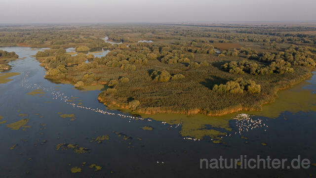 R14176 Rosapelikane beim Fischen, Donaudelta, Luftaufnahme, Great White Pelican fishing, Danube Delta, Aerial photo - Christoph Robiller