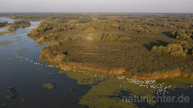 R14177 Rosapelikane beim Fischen, Donaudelta, Luftaufnahme, Great White Pelican fishing, Danube Delta, Aerial photo - Christoph Robiller
