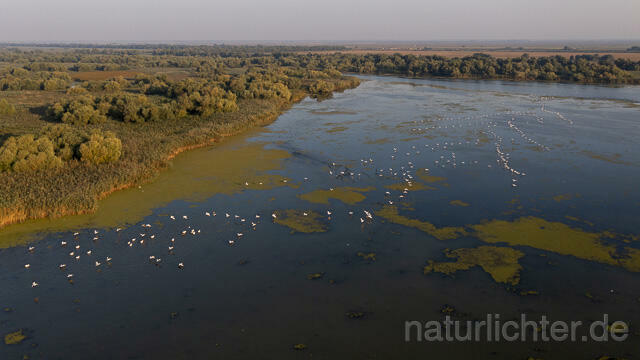 R14178 Rosapelikane beim Fischen, Donaudelta, Luftaufnahme, Great White Pelican fishing, Danube Delta, Aerial photo - Christoph Robiller