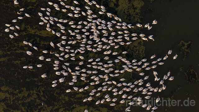R14179 Rosapelikane beim Fischen, Donaudelta, Luftaufnahme, Great White Pelican fishing, Danube Delta, Aerial photo - Christoph Robiller