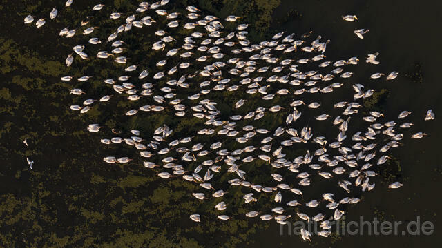 R14180 Rosapelikane beim Fischen, Donaudelta, Luftaufnahme, Great White Pelican fishing, Danube Delta, Aerial photo - Christoph Robiller