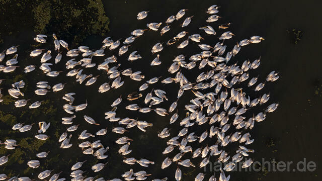 R14181 Rosapelikane beim Fischen, Donaudelta, Luftaufnahme, Great White Pelican fishing, Danube Delta, Aerial photo - Christoph Robiller
