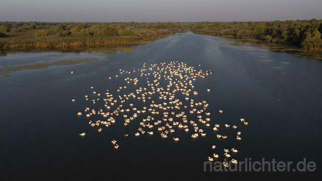 R14182 Rosapelikane beim Fischen, Donaudelta, Luftaufnahme, Great White Pelican fishing, Danube Delta, Aerial photo - Christoph Robiller