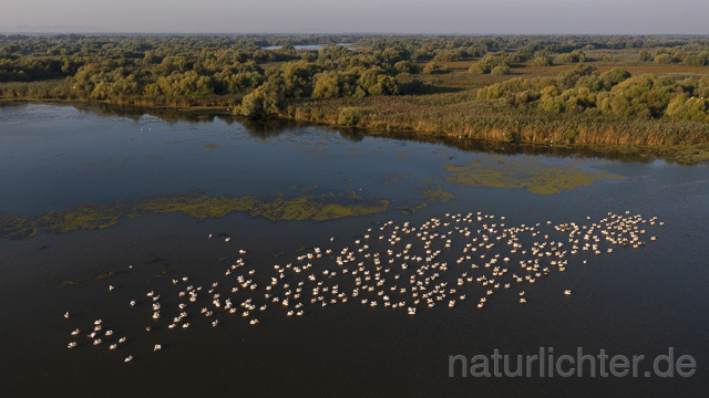 R14186 Rosapelikane beim Fischen, Donaudelta, Luftaufnahme, Great White Pelican fishing, Danube Delta, Aerial photo - Christoph Robiller