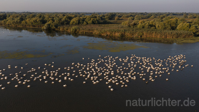 R14187 Rosapelikane beim Fischen, Donaudelta, Luftaufnahme, Great White Pelican fishing, Danube Delta, Aerial photo - Christoph Robiller