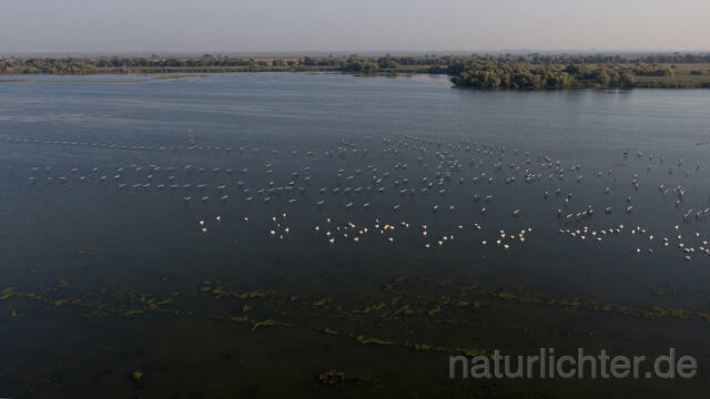 R14188 Rosapelikane beim Fischen, Donaudelta, Luftaufnahme, Great White Pelican fishing, Danube Delta, Aerial photo - Christoph Robiller