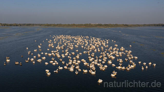 R14189 Rosapelikane beim Fischen, Donaudelta, Luftaufnahme, Great White Pelican fishing, Danube Delta, Aerial photo - Christoph Robiller