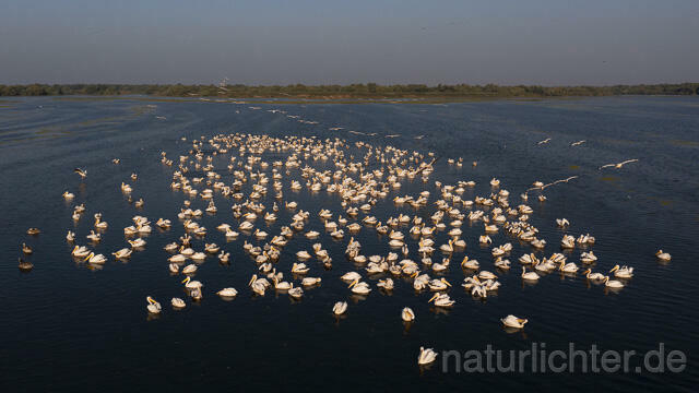 R14190 Rosapelikane beim Fischen, Donaudelta, Luftaufnahme, Great White Pelican fishing, Danube Delta, Aerial photo - Christoph Robiller