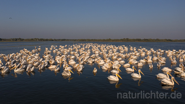 R14194 Rosapelikane beim Fischen, Donaudelta, Luftaufnahme, Great White Pelican fishing, Danube Delta, Aerial photo - Christoph Robiller
