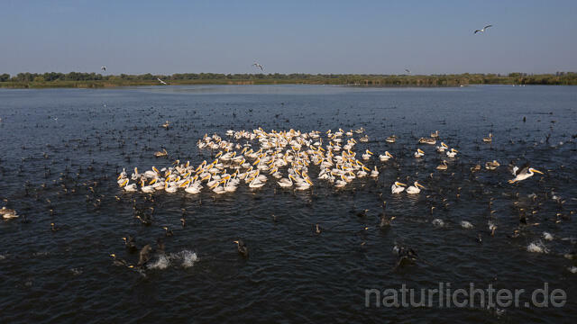 R14271 Rosapelikane beim Fischen, Donaudelta, Luftaufnahme, Great White Pelican fishing, Danube Delta, Aerial photo - Christoph Robiller