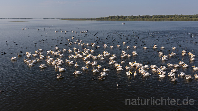 R14272 Rosapelikane beim Fischen, Donaudelta, Luftaufnahme, Great White Pelican fishing, Danube Delta, Aerial photo - Christoph Robiller
