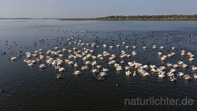 R14272 Rosapelikane beim Fischen, Donaudelta, Luftaufnahme, Great White Pelican fishing, Danube Delta, Aerial photo - Christoph Robiller