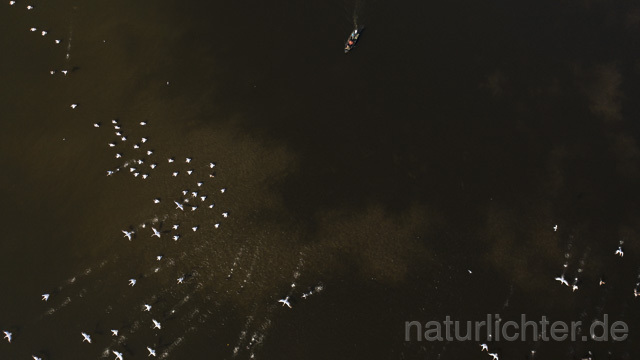 R14273 Rosapelikane beim Fischen, Donaudelta, Luftaufnahme, Great White Pelican fishing, Danube Delta, Aerial photo - Christoph Robiller