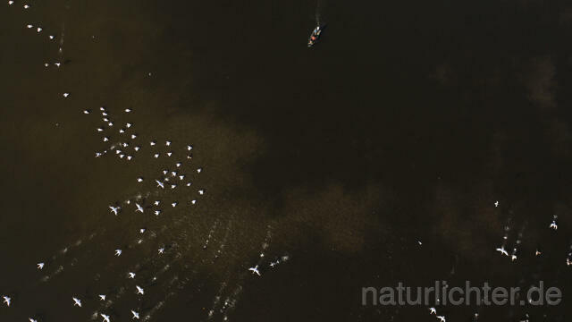 R14273 Rosapelikane beim Fischen, Donaudelta, Luftaufnahme, Great White Pelican fishing, Danube Delta, Aerial photo - Christoph Robiller