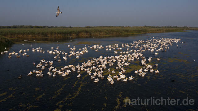 R14234 Rosapelikane beim Fischen, Donaudelta, Luftaufnahme, Great White Pelican fishing, Danube Delta, Aerial photo - Christoph Robiller