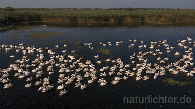 R14235 Rosapelikane beim Fischen, Donaudelta, Luftaufnahme, Great White Pelican fishing, Danube Delta, Aerial photo - Christoph Robiller