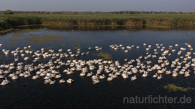 R14236 Rosapelikane beim Fischen, Donaudelta, Luftaufnahme, Great White Pelican fishing, Danube Delta, Aerial photo - Christoph Robiller