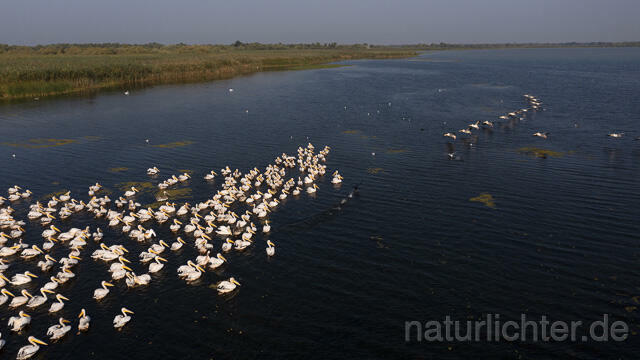 R14237 Rosapelikane beim Fischen, Donaudelta, Luftaufnahme, Great White Pelican fishing, Danube Delta, Aerial photo - Christoph Robiller
