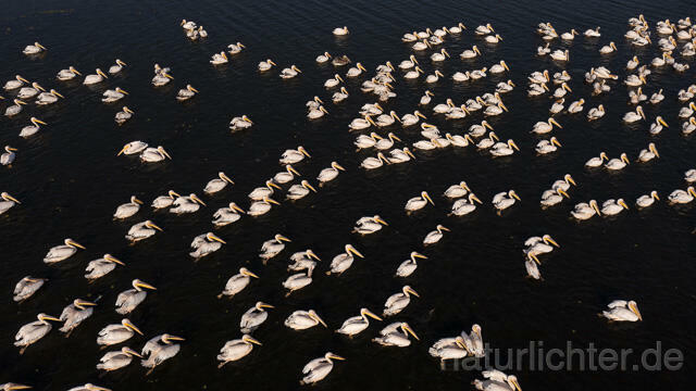 R14238 Rosapelikane beim Fischen, Donaudelta, Luftaufnahme, Great White Pelican fishing, Danube Delta, Aerial photo - Christoph Robiller