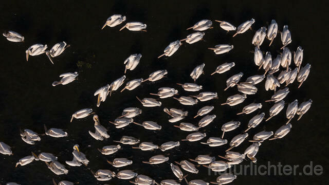 R14239 Rosapelikane beim Fischen, Donaudelta, Luftaufnahme, Great White Pelican fishing, Danube Delta, Aerial photo - Christoph Robiller