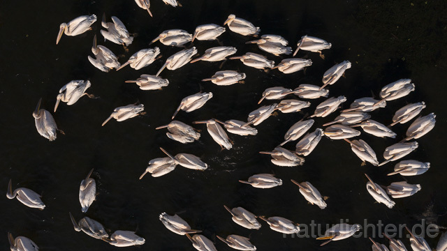 R14242 Rosapelikane beim Fischen, Donaudelta, Luftaufnahme, Great White Pelican fishing, Danube Delta, Aerial photo - Christoph Robiller