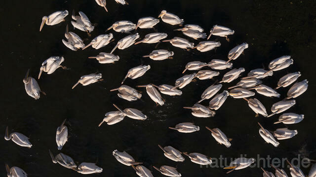 R14242 Rosapelikane beim Fischen, Donaudelta, Luftaufnahme, Great White Pelican fishing, Danube Delta, Aerial photo - Christoph Robiller