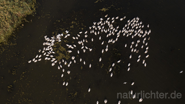 R14244 Rosapelikane beim Fischen, Donaudelta, Luftaufnahme, Great White Pelican fishing, Danube Delta, Aerial photo - Christoph Robiller