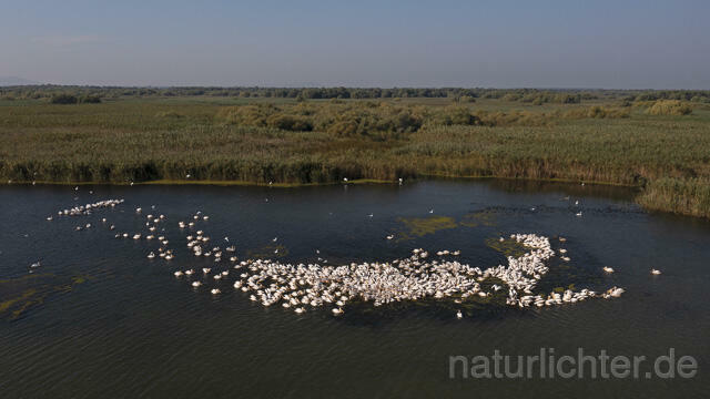 R14246 Rosapelikane beim Fischen, Donaudelta, Luftaufnahme, Great White Pelican fishing, Danube Delta, Aerial photo - Christoph Robiller