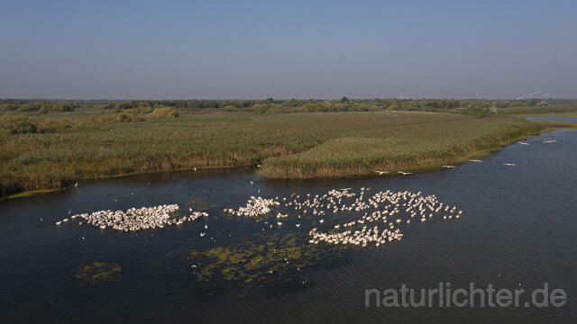 R14247 Rosapelikane beim Fischen, Donaudelta, Luftaufnahme, Great White Pelican fishing, Danube Delta, Aerial photo - Christoph Robiller