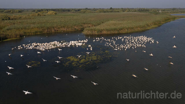 R14248 Rosapelikane beim Fischen, Donaudelta, Luftaufnahme, Great White Pelican fishing, Danube Delta, Aerial photo - Christoph Robiller