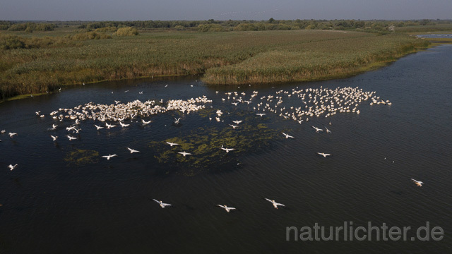 R14249 Rosapelikane beim Fischen, Donaudelta, Luftaufnahme, Great White Pelican fishing, Danube Delta, Aerial photo - Christoph Robiller