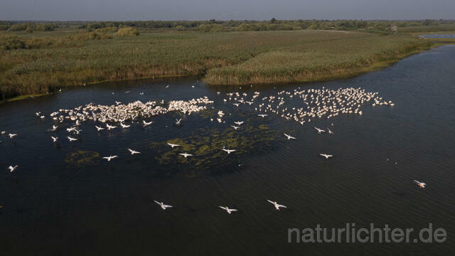 R14249 Rosapelikane beim Fischen, Donaudelta, Luftaufnahme, Great White Pelican fishing, Danube Delta, Aerial photo - Christoph Robiller