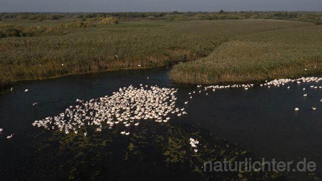 R14250 Rosapelikane beim Fischen, Donaudelta, Luftaufnahme, Great White Pelican fishing, Danube Delta, Aerial photo - Christoph Robiller