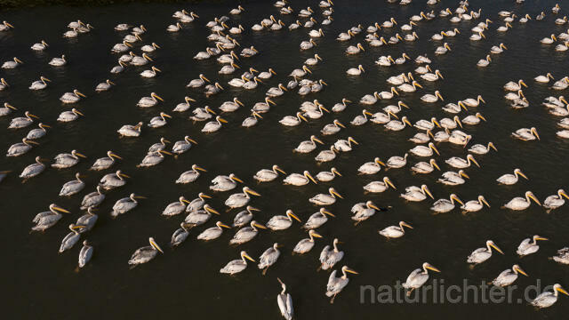 R14251 Rosapelikane beim Fischen, Donaudelta, Luftaufnahme, Great White Pelican fishing, Danube Delta, Aerial photo - Christoph Robiller
