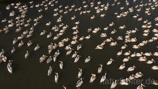 R14252 Rosapelikane beim Fischen, Donaudelta, Luftaufnahme, Great White Pelican fishing, Danube Delta, Aerial photo - Christoph Robiller