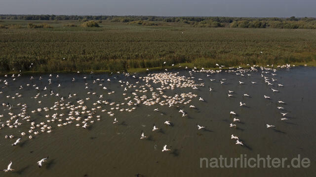 R14253 Rosapelikane beim Fischen, Donaudelta, Luftaufnahme, Great White Pelican fishing, Danube Delta, Aerial photo - Christoph Robiller