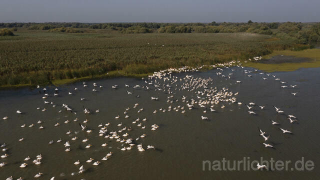 R14254 Rosapelikane beim Fischen, Donaudelta, Luftaufnahme, Great White Pelican fishing, Danube Delta, Aerial photo - Christoph Robiller