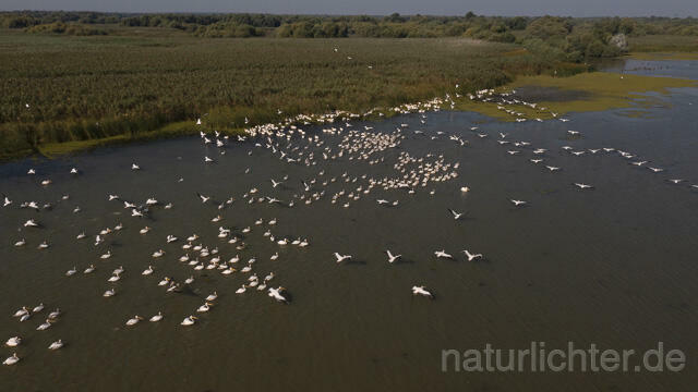 R14255 Rosapelikane beim Fischen, Donaudelta, Luftaufnahme, Great White Pelican fishing, Danube Delta, Aerial photo - Christoph Robiller