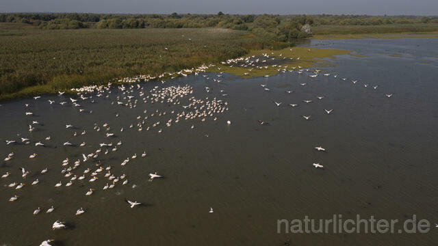 R14256 Rosapelikane beim Fischen, Donaudelta, Luftaufnahme, Great White Pelican fishing, Danube Delta, Aerial photo - Christoph Robiller