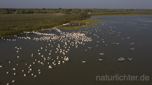 R14257 Rosapelikane beim Fischen, Donaudelta, Luftaufnahme, Great White Pelican fishing, Danube Delta, Aerial photo - Christoph Robiller