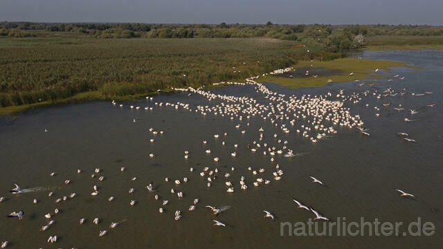 R14258 Rosapelikane beim Fischen, Donaudelta, Luftaufnahme, Great White Pelican fishing, Danube Delta, Aerial photo - Christoph Robiller
