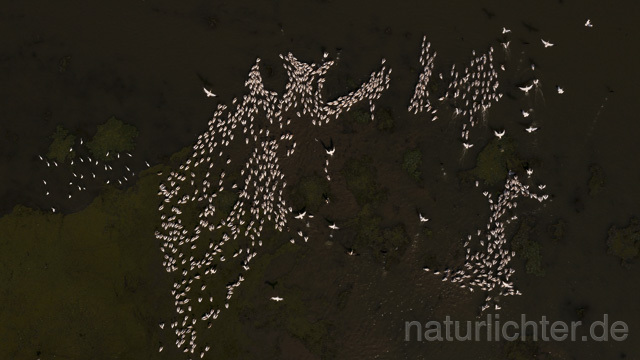 R14259 Rosapelikane beim Fischen, Donaudelta, Luftaufnahme, Great White Pelican fishing, Danube Delta, Aerial photo - Christoph Robiller