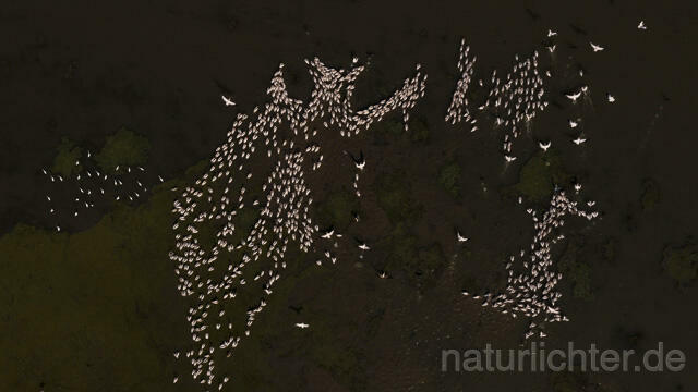R14259 Rosapelikane beim Fischen, Donaudelta, Luftaufnahme, Great White Pelican fishing, Danube Delta, Aerial photo - Christoph Robiller