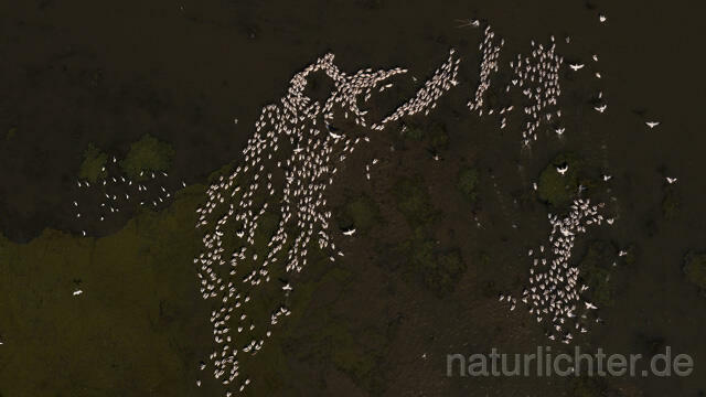 R14260 Rosapelikane beim Fischen, Donaudelta, Luftaufnahme, Great White Pelican fishing, Danube Delta, Aerial photo - Christoph Robiller
