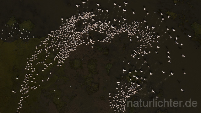 R14261 Rosapelikane beim Fischen, Donaudelta, Luftaufnahme, Great White Pelican fishing, Danube Delta, Aerial photo - Christoph Robiller