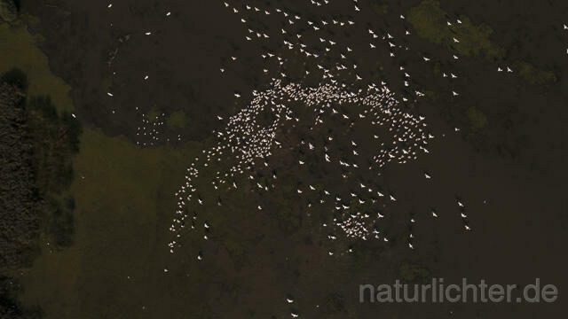 R14263 Rosapelikane beim Fischen, Donaudelta, Luftaufnahme, Great White Pelican fishing, Danube Delta, Aerial photo - Christoph Robiller