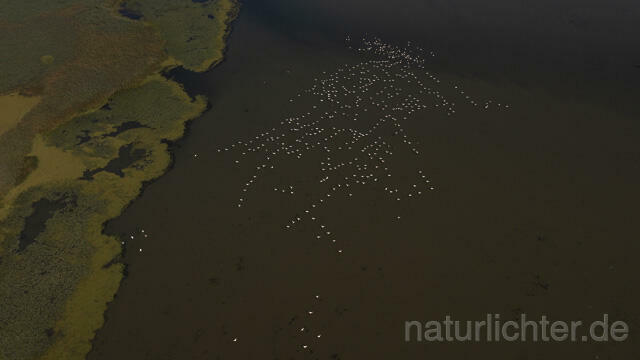 R14265 Rosapelikane beim Fischen, Donaudelta, Luftaufnahme, Great White Pelican fishing, Danube Delta, Aerial photo - Christoph Robiller