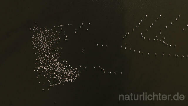 R14267 Rosapelikane beim Fischen, Donaudelta, Luftaufnahme, Great White Pelican fishing, Danube Delta, Aerial photo - Christoph Robiller